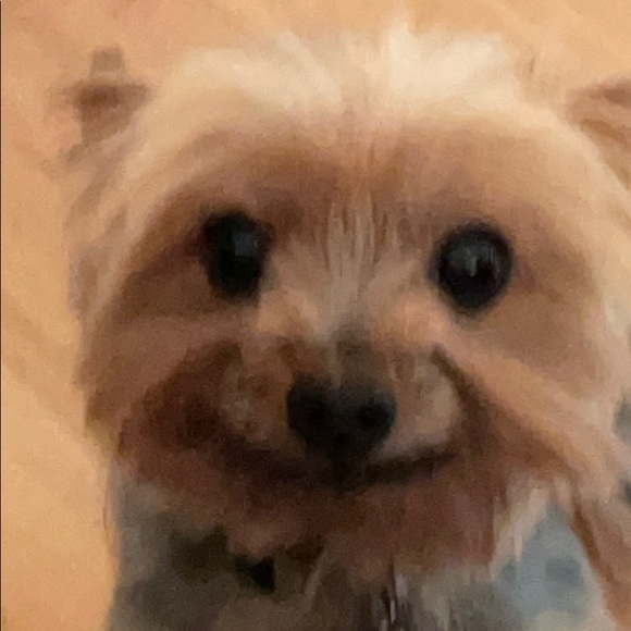 Meet your Posher, Pedro - Picture 1 of 1